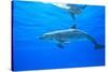 Atlantic Spotted Dolphins, White Sand Ridge, Bahamas Bank, Bahamas, Caribbean-Stuart Westmorland-Stretched Canvas