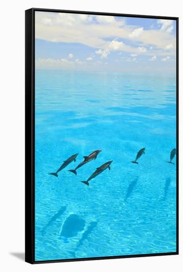 Atlantic Spotted Dolphins, White Sand Ridge, Bahamas, Caribbean-Stuart Westmorland-Framed Stretched Canvas