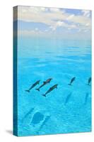 Atlantic Spotted Dolphins, White Sand Ridge, Bahamas, Caribbean-Stuart Westmorland-Stretched Canvas