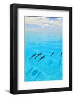 Atlantic Spotted Dolphins, White Sand Ridge, Bahamas, Caribbean-Stuart Westmorland-Framed Photographic Print