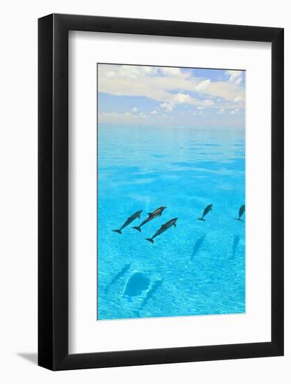 Atlantic Spotted Dolphins, White Sand Ridge, Bahamas, Caribbean-Stuart Westmorland-Framed Photographic Print