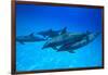 Atlantic Spotted Dolphins, White Sand Ridge, Bahamas, Caribbean-Stuart Westmorland-Framed Photographic Print