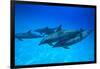 Atlantic Spotted Dolphins, White Sand Ridge, Bahamas, Caribbean-Stuart Westmorland-Framed Photographic Print