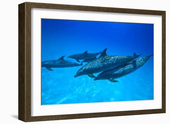 Atlantic Spotted Dolphins, White Sand Ridge, Bahamas, Caribbean-Stuart Westmorland-Framed Photographic Print