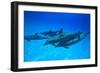 Atlantic Spotted Dolphins, White Sand Ridge, Bahamas, Caribbean-Stuart Westmorland-Framed Photographic Print