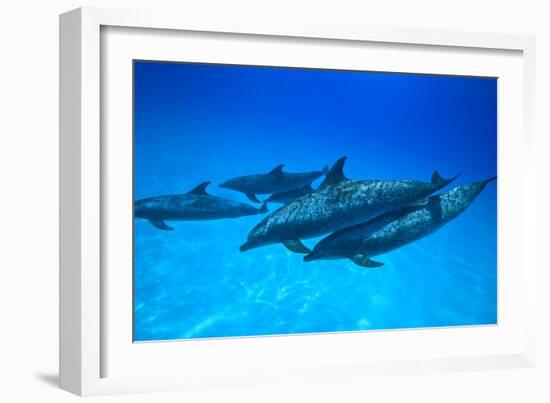 Atlantic Spotted Dolphins, White Sand Ridge, Bahamas, Caribbean-Stuart Westmorland-Framed Photographic Print