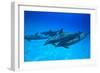 Atlantic Spotted Dolphins, White Sand Ridge, Bahamas, Caribbean-Stuart Westmorland-Framed Photographic Print