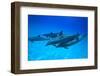 Atlantic Spotted Dolphins, White Sand Ridge, Bahamas, Caribbean-Stuart Westmorland-Framed Photographic Print