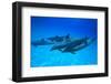 Atlantic Spotted Dolphins, White Sand Ridge, Bahamas, Caribbean-Stuart Westmorland-Framed Photographic Print