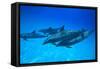 Atlantic Spotted Dolphins, White Sand Ridge, Bahamas, Caribbean-Stuart Westmorland-Framed Stretched Canvas