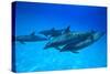 Atlantic Spotted Dolphins, White Sand Ridge, Bahamas, Caribbean-Stuart Westmorland-Stretched Canvas