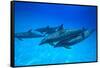 Atlantic Spotted Dolphins, White Sand Ridge, Bahamas, Caribbean-Stuart Westmorland-Framed Stretched Canvas