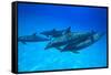 Atlantic Spotted Dolphins, White Sand Ridge, Bahamas, Caribbean-Stuart Westmorland-Framed Stretched Canvas