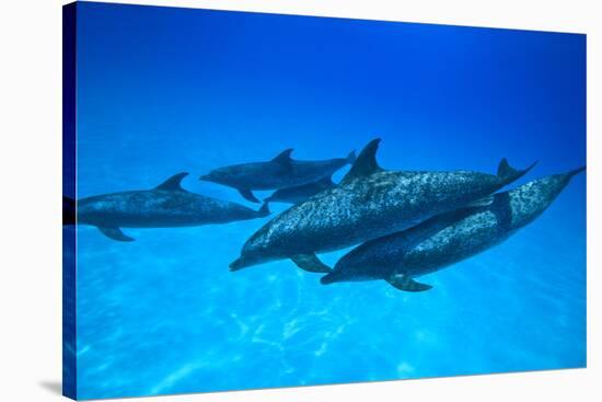 Atlantic Spotted Dolphins, White Sand Ridge, Bahamas, Caribbean-Stuart Westmorland-Stretched Canvas