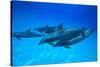Atlantic Spotted Dolphins, White Sand Ridge, Bahamas, Caribbean-Stuart Westmorland-Stretched Canvas