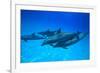 Atlantic Spotted Dolphins, White Sand Ridge, Bahamas, Caribbean-Stuart Westmorland-Framed Photographic Print