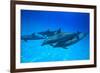 Atlantic Spotted Dolphins, White Sand Ridge, Bahamas, Caribbean-Stuart Westmorland-Framed Photographic Print