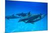 Atlantic Spotted Dolphins, White Sand Ridge, Bahamas, Caribbean-Stuart Westmorland-Mounted Photographic Print