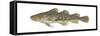 Atlantic Tomcod (Microgadus Tomcod), Fishes-Encyclopaedia Britannica-Framed Stretched Canvas