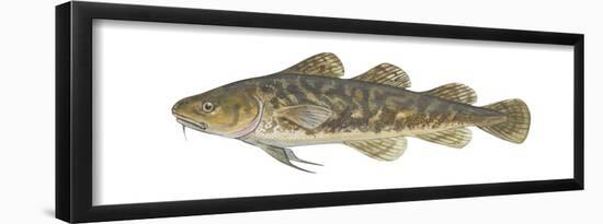 Atlantic Tomcod (Microgadus Tomcod), Fishes-Encyclopaedia Britannica-Framed Poster