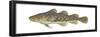 Atlantic Tomcod (Microgadus Tomcod), Fishes-Encyclopaedia Britannica-Framed Poster