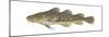 Atlantic Tomcod (Microgadus Tomcod), Fishes-Encyclopaedia Britannica-Mounted Poster