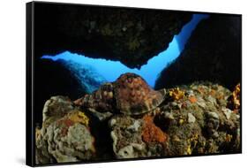 Atlantic Triton's Trumpet (Charonia Variegata) Malta, Mediteranean, May 2009-Zankl-Framed Stretched Canvas