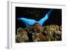 Atlantic Triton's Trumpet (Charonia Variegata) Malta, Mediteranean, May 2009-Zankl-Framed Photographic Print