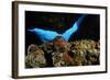 Atlantic Triton's Trumpet (Charonia Variegata) Malta, Mediteranean, May 2009-Zankl-Framed Photographic Print