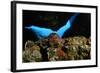 Atlantic Triton's Trumpet (Charonia Variegata) Malta, Mediteranean, May 2009-Zankl-Framed Photographic Print