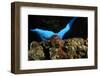 Atlantic Triton's Trumpet (Charonia Variegata) Malta, Mediteranean, May 2009-Zankl-Framed Photographic Print