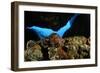 Atlantic Triton's Trumpet (Charonia Variegata) Malta, Mediteranean, May 2009-Zankl-Framed Photographic Print