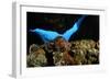 Atlantic Triton's Trumpet (Charonia Variegata) Malta, Mediteranean, May 2009-Zankl-Framed Photographic Print