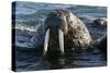 Atlantic Walrus Head Out of Water-null-Stretched Canvas