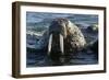 Atlantic Walrus Head Out of Water-null-Framed Photographic Print