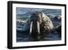 Atlantic Walrus Head Out of Water-null-Framed Photographic Print