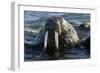 Atlantic Walrus Head Out of Water-null-Framed Photographic Print
