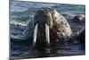 Atlantic Walrus Head Out of Water-null-Mounted Photographic Print