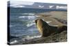 Atlantic Walrus on Beach-null-Stretched Canvas