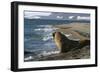 Atlantic Walrus on Beach-null-Framed Photographic Print