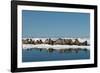 Atlantic Walrus-Louise Murray-Framed Photographic Print