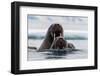 Atlantic walruses, Odobenus rosmarus, in Arctic water. Nordaustlandet, Norway-Sergio Pitamitz-Framed Photographic Print