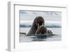 Atlantic walruses, Odobenus rosmarus, in Arctic water. Nordaustlandet, Norway-Sergio Pitamitz-Framed Photographic Print