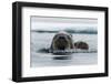 Atlantic walruses, Odobenus rosmarus, in Arctic water. Nordaustlandet, Norway-Sergio Pitamitz-Framed Photographic Print