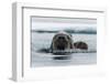 Atlantic walruses, Odobenus rosmarus, in Arctic water. Nordaustlandet, Norway-Sergio Pitamitz-Framed Photographic Print