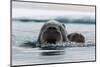 Atlantic walruses, Odobenus rosmarus, in Arctic water. Nordaustlandet, Norway-Sergio Pitamitz-Mounted Photographic Print