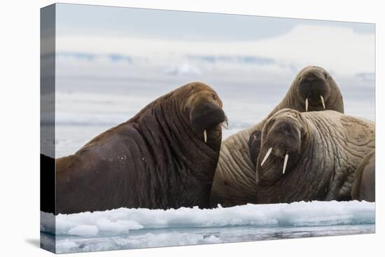 Atlantic walruses, Vibebukta, Austfonna, Nordaustlandet, Svalbard Islands, Norway.-Sergio Pitamitz-Stretched Canvas