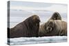 Atlantic walruses, Vibebukta, Austfonna, Nordaustlandet, Svalbard Islands, Norway.-Sergio Pitamitz-Stretched Canvas