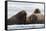 Atlantic walruses, Vibebukta, Austfonna, Nordaustlandet, Svalbard Islands, Norway.-Sergio Pitamitz-Framed Stretched Canvas