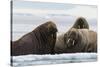 Atlantic walruses, Vibebukta, Austfonna, Nordaustlandet, Svalbard Islands, Norway.-Sergio Pitamitz-Stretched Canvas
